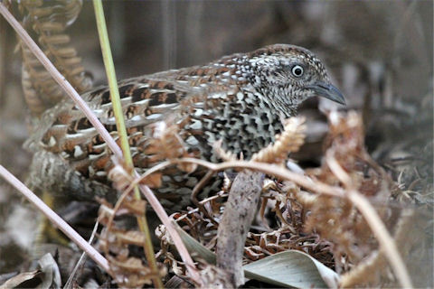 Black-breasted Button-quail (Turnix melanogaster)